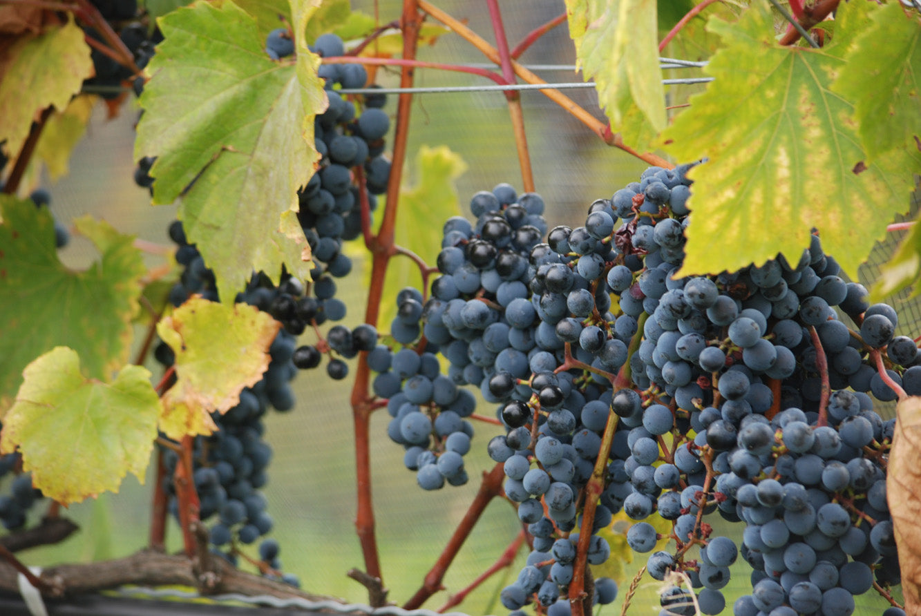 Vallons de Wadleigh - Red Wine - GOLD MEDAL 2019